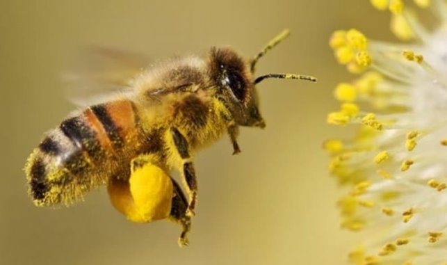 Бджоли як індикатори чистоти довкілля | Блоги БДМУ
